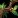 Herbalism